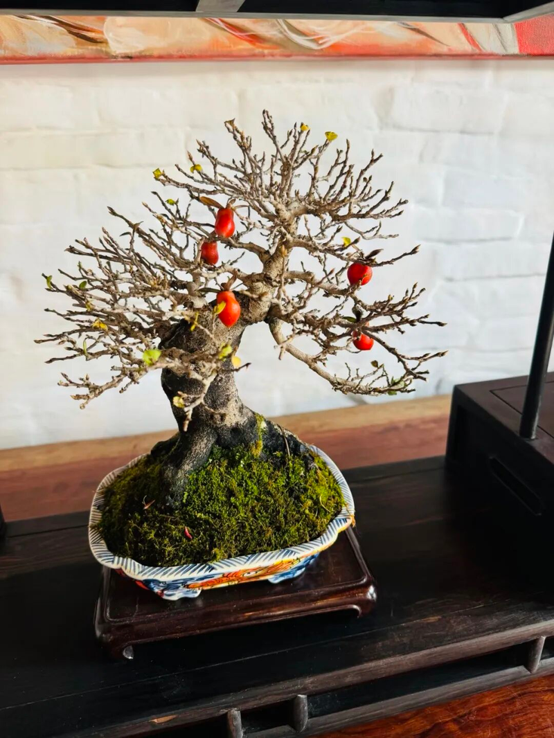 Technology for the cultivation of tomato seedlings