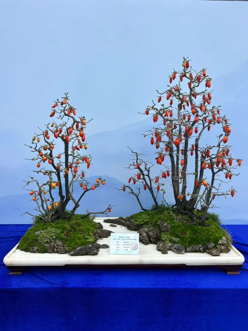 Technology for the cultivation of tomato seedlings