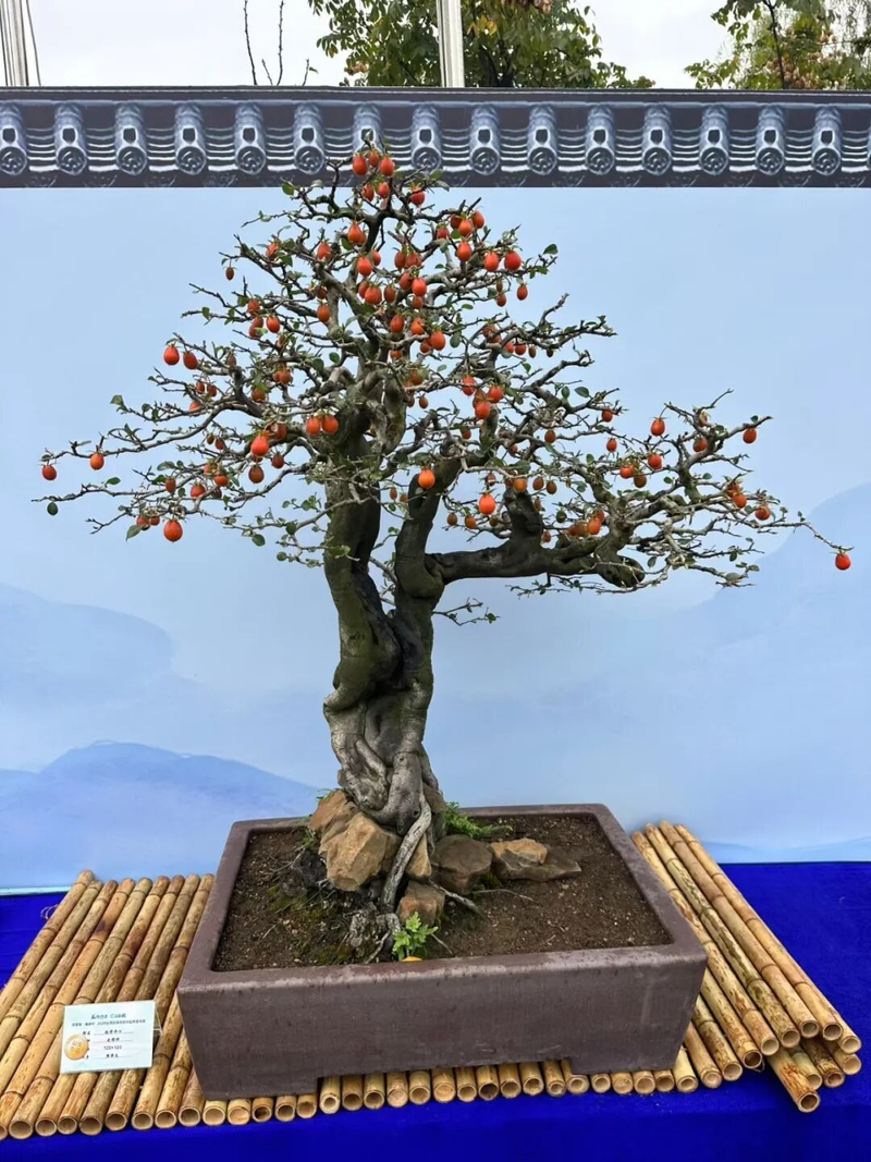 Technology for the cultivation of tomato seedlings