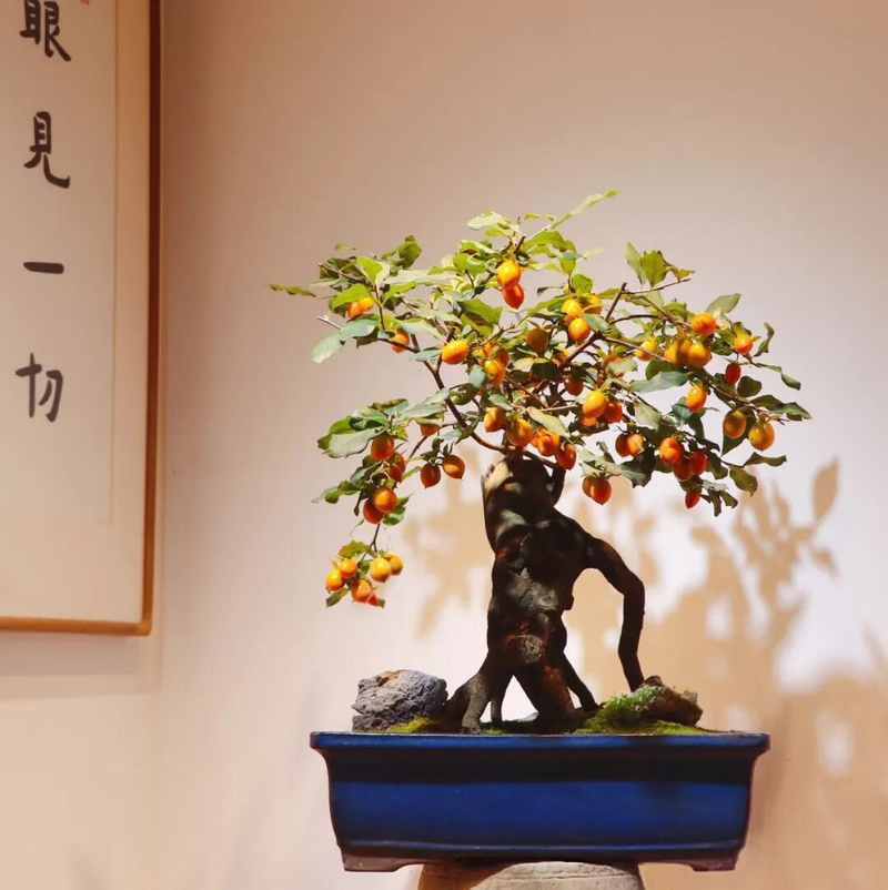 Technology for the cultivation of tomato seedlings