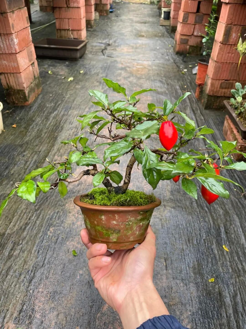 Technology for the cultivation of tomato seedlings