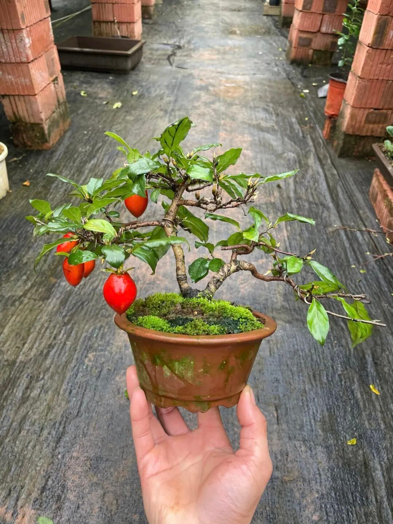 Technology for the cultivation of tomato seedlings