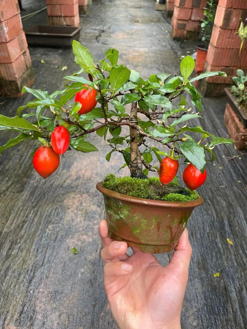 Technology for the cultivation of tomato seedlings