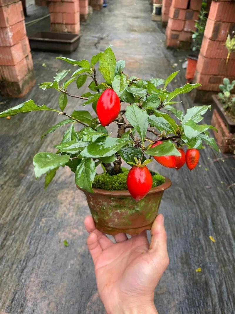 Technology for the cultivation of tomato seedlings