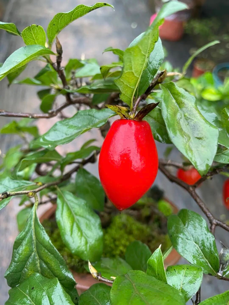 Technology for the cultivation of tomato seedlings