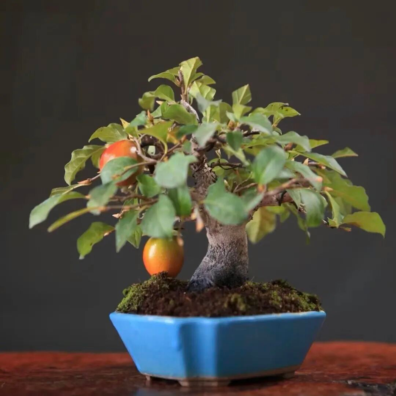 Technology for the cultivation of tomato seedlings