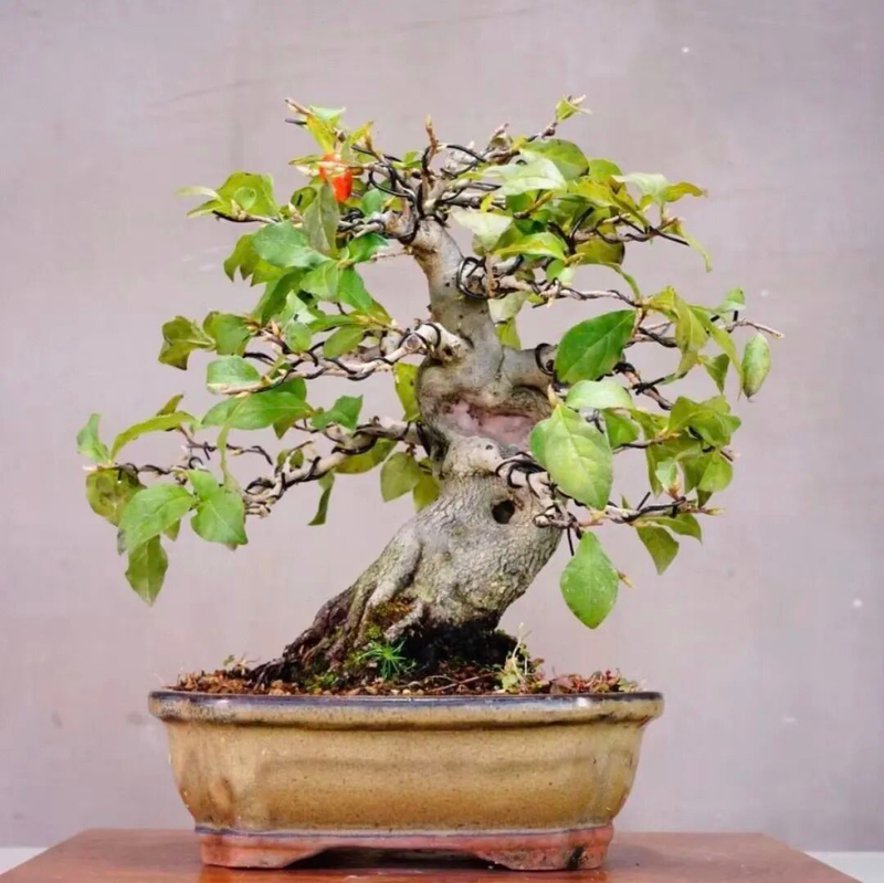 Technology for the cultivation of tomato seedlings