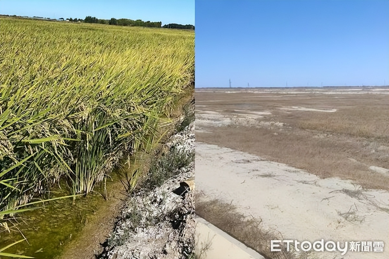 东北水稻种植技术