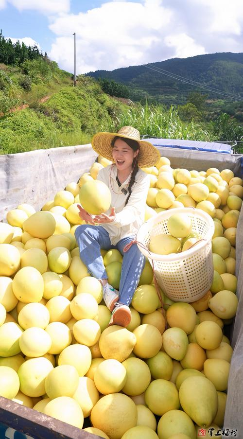 红肉蜜柚种植技术视频