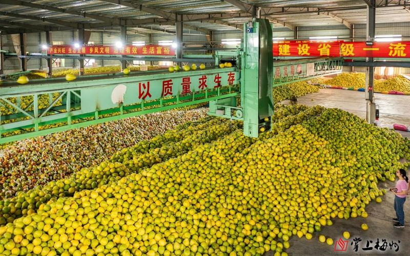 红肉蜜柚种植技术视频