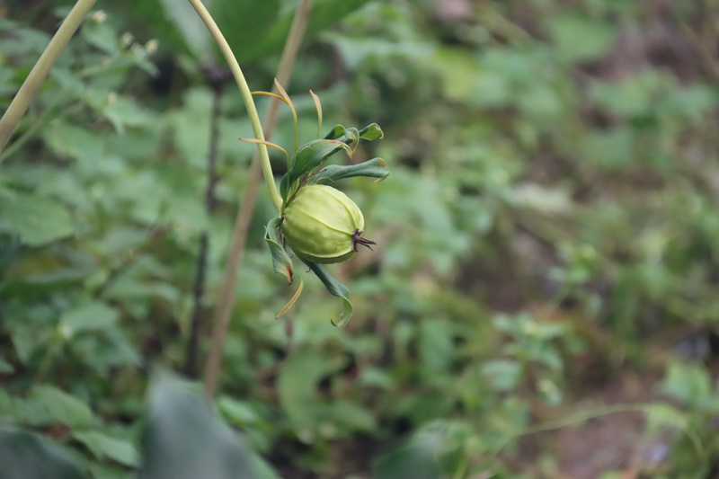 高海拔地区滇重楼种植技术