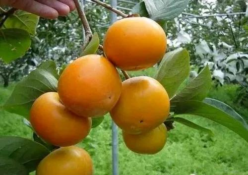 柿子树苗的种植技术