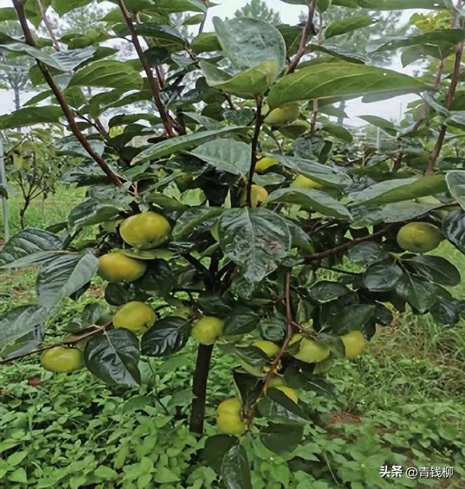 柿子树苗的种植技术