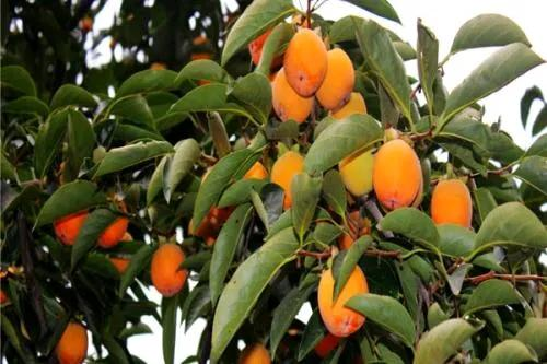 柿子树苗的种植技术