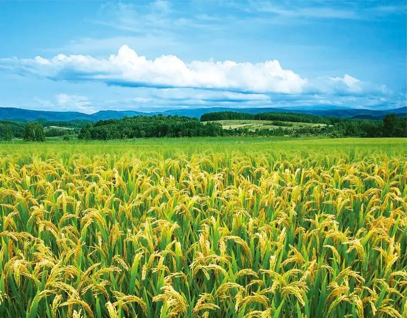 东北水稻种植技术