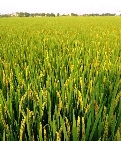 东北水稻种植技术