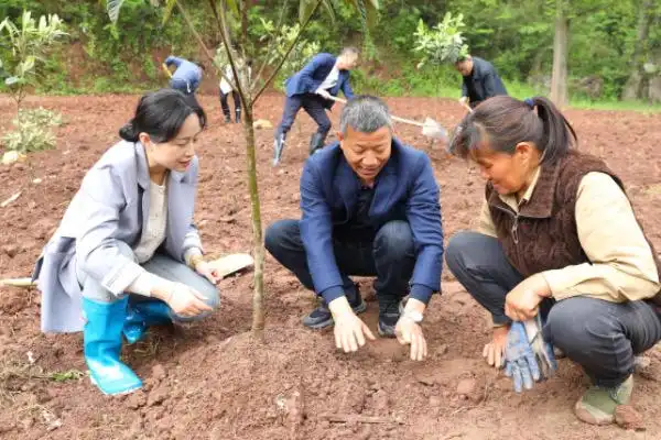 枇杷苗种植技术