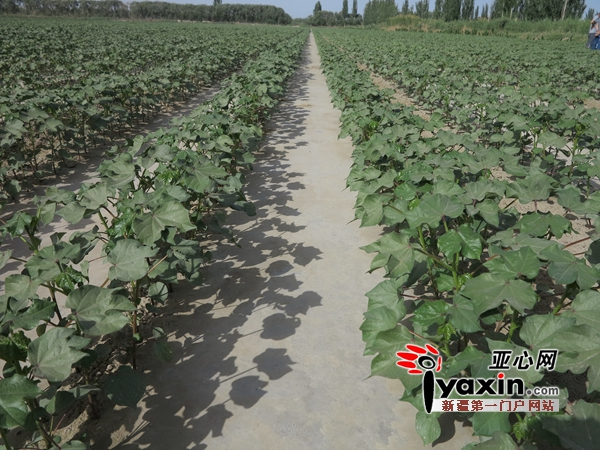 山东地膜土豆种植技术