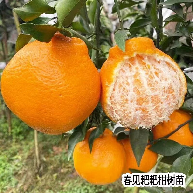 耙耙柑种植技术