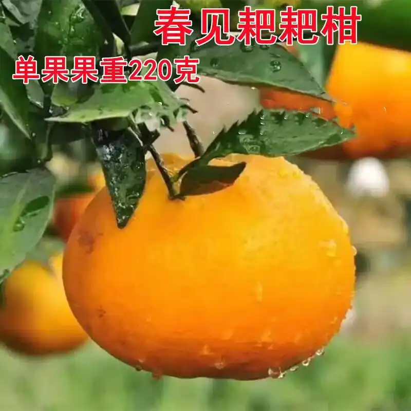 耙耙柑种植技术