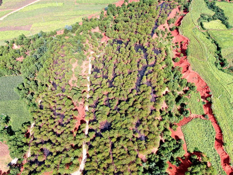 Technology for the cultivation of heavy buildings in high altitudes