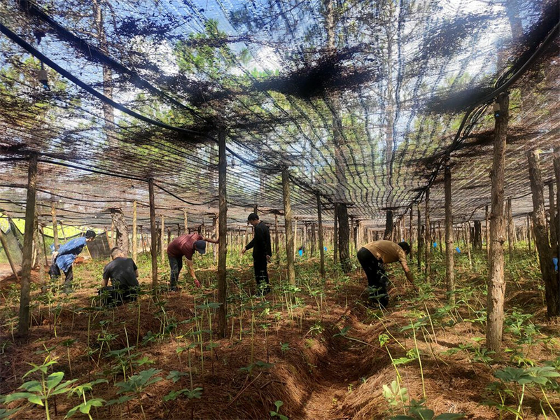 Technology for the cultivation of heavy buildings in high altitudes