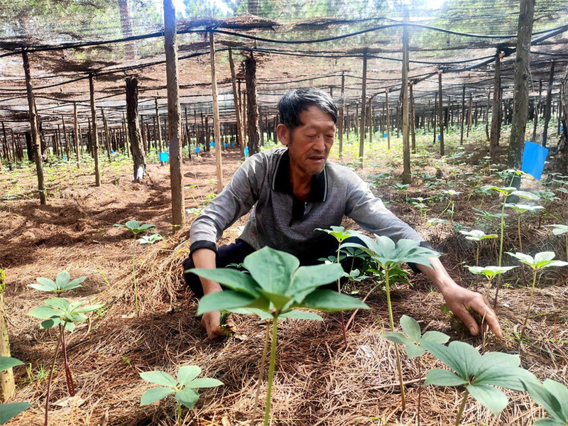 Technology for the cultivation of heavy buildings in high altitudes