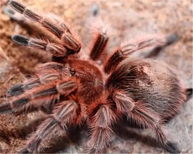 智利火玫瑰小知识