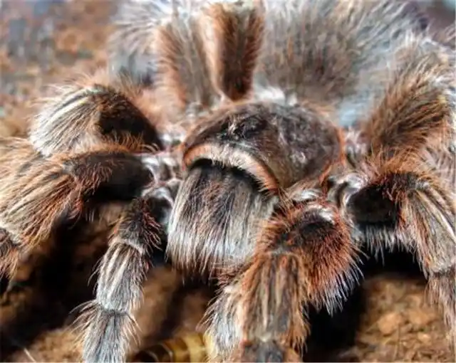 智利火玫瑰小知识