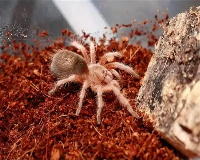 智利火玫瑰小知识