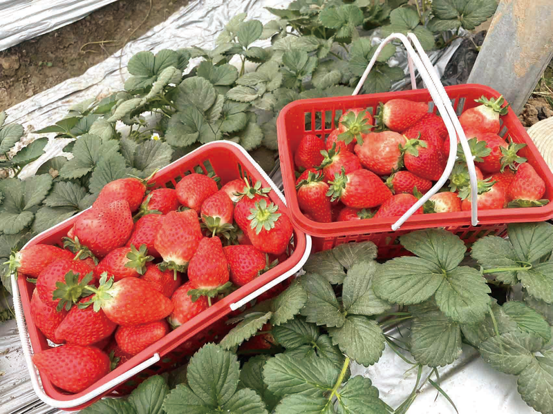 牛奶草莓种植技术