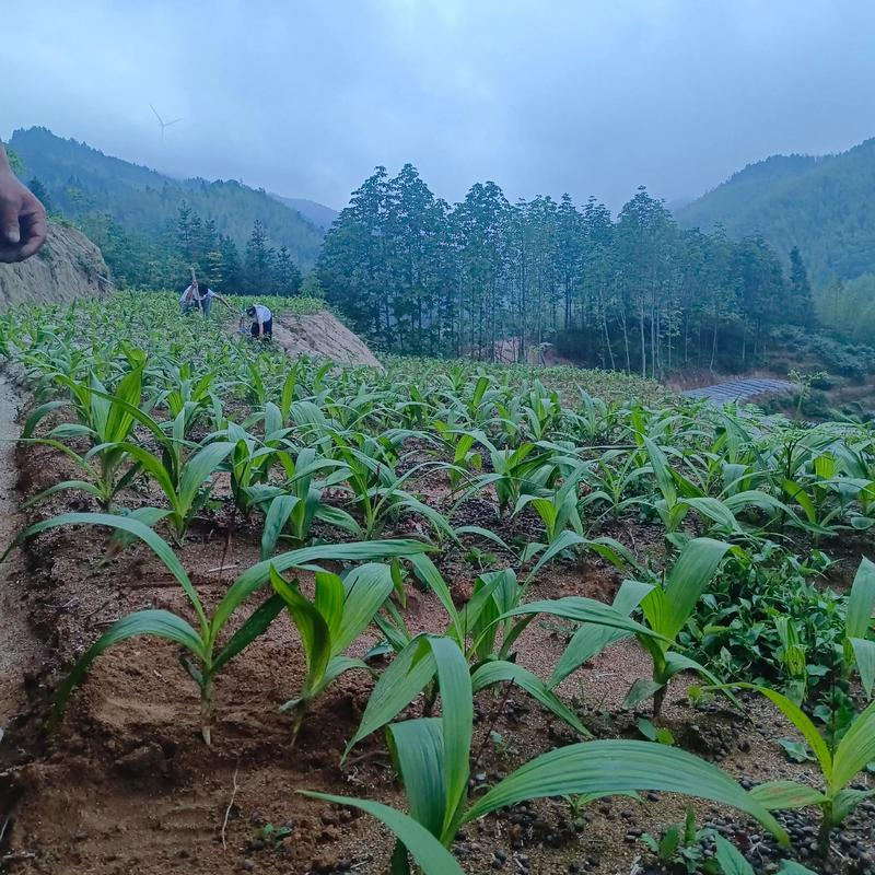 Purple potato cultivation techniques