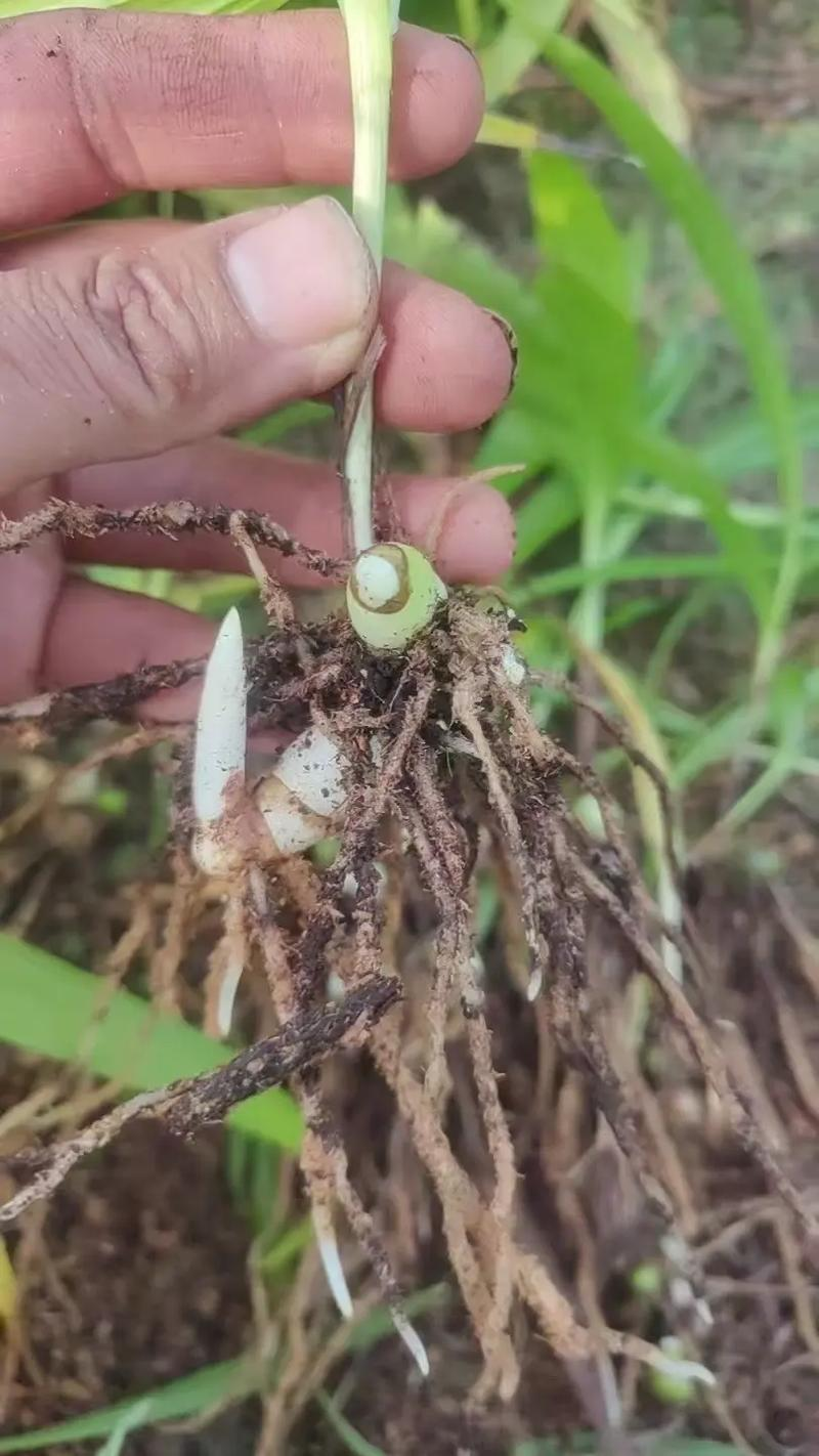 Purple potato cultivation techniques