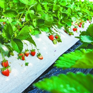 牛奶草莓种植技术