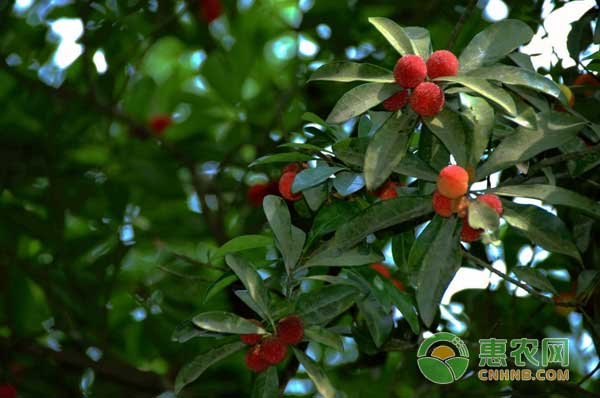 杨树苗冬季种植技术