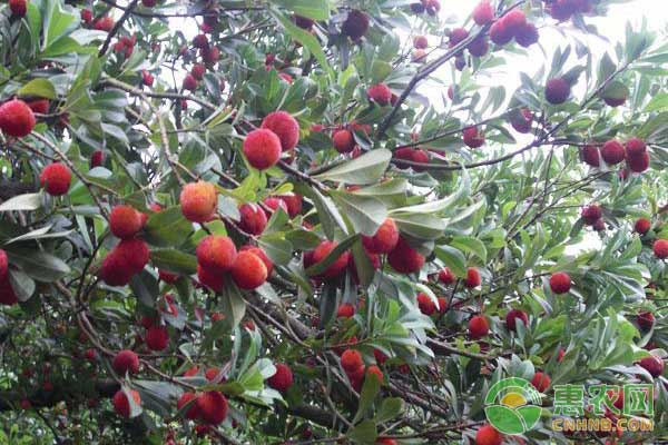 杨树苗冬季种植技术