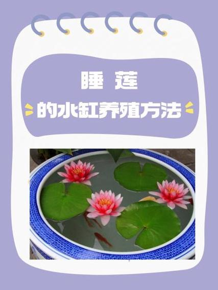 睡莲怎么种植方法图解
