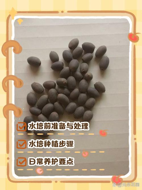 睡莲怎么种植方法图解