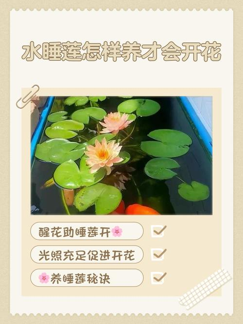 睡莲怎么种植方法图解
