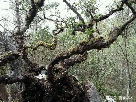 小石积下山桩种植方法
