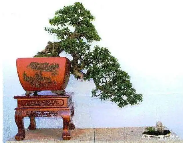 小石积下山桩种植方法