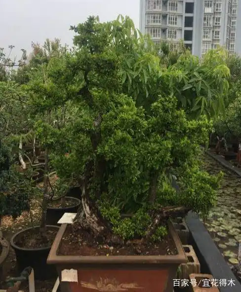 小石积下山桩种植方法