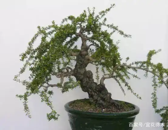 小石积下山桩种植方法