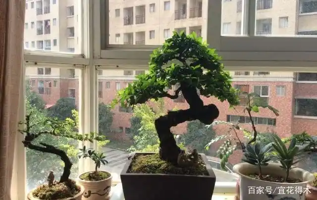 小石积下山桩种植方法