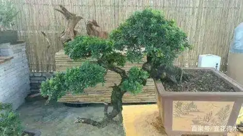 小石积下山桩种植方法