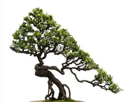 小石积下山桩种植方法