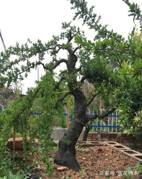 小石积下山桩种植方法