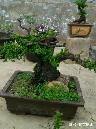 小石积下山桩种植方法