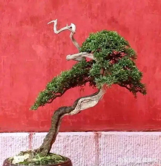 小石积下山桩种植方法