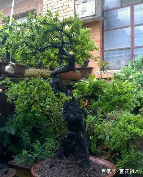 小石积下山桩种植方法